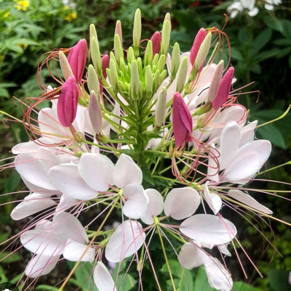 Organic Cleome/Spider Flower Seeds 500+ per order